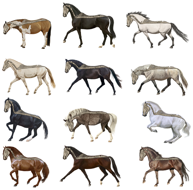 Grafik zu Bewegungsmustern und funktionaler Anatomie des Pferdes