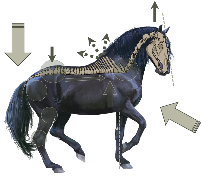 Anatomische Illustration eines Pferdes in Versammlung – Skelett und Pfeile zeigen die Biomechanik von aufgewölbtem Rücken und tragender Hinterhand